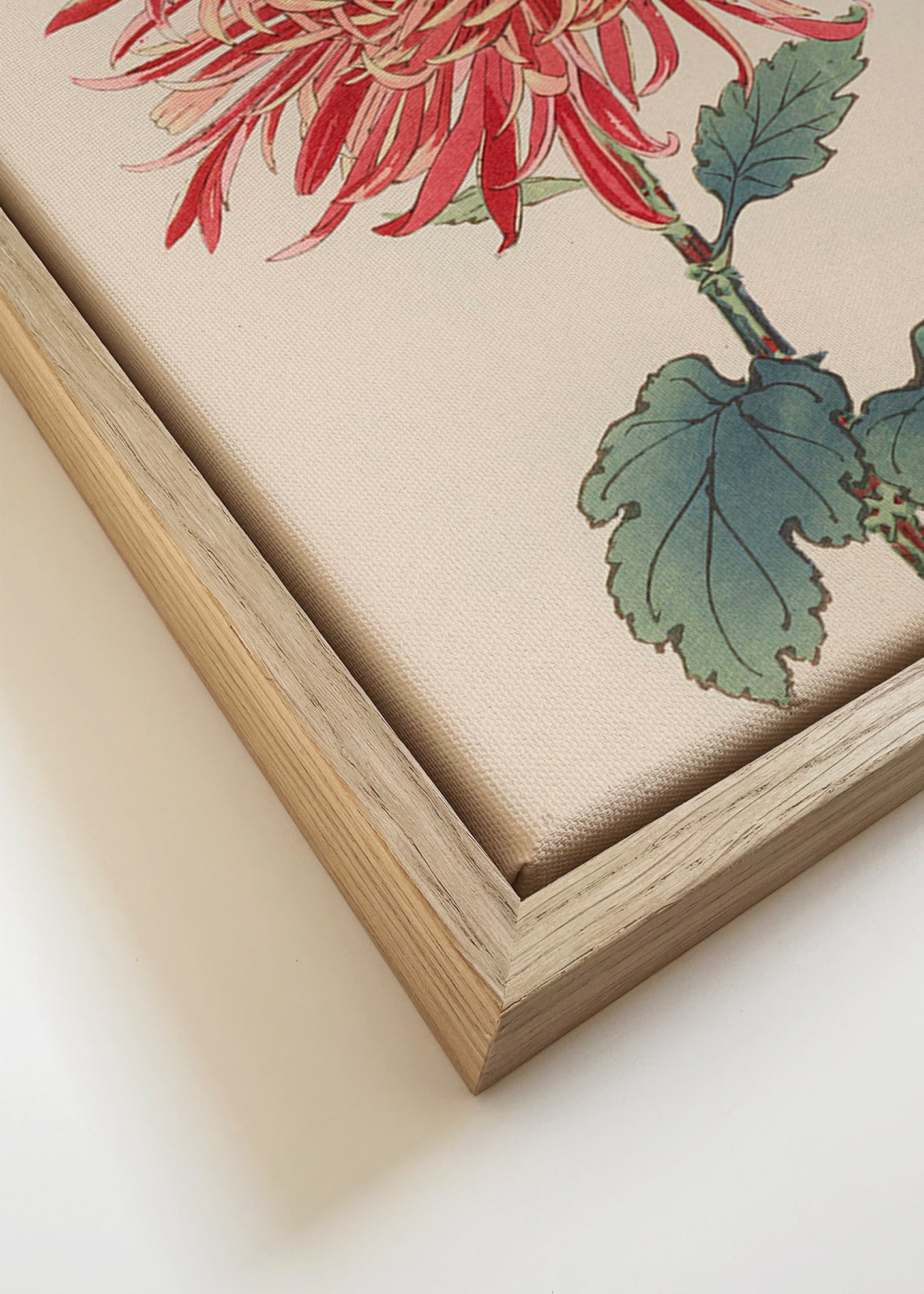 Botanische poster rode chrysantemum met detail