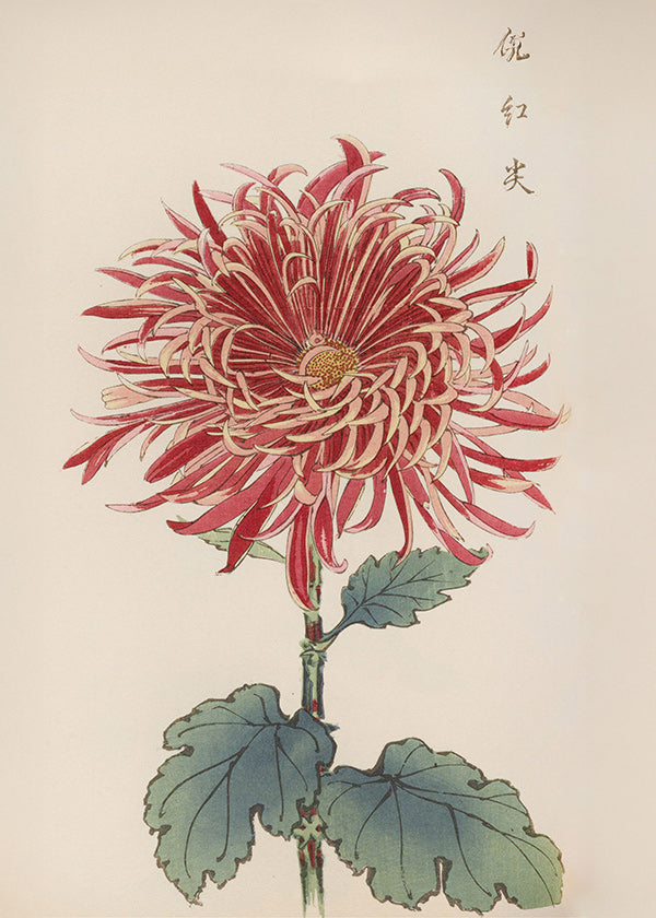 Botanische poster rode chrysantemum met detail