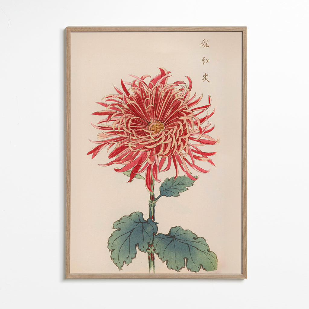 Botanische poster rode chrysantemum met detail