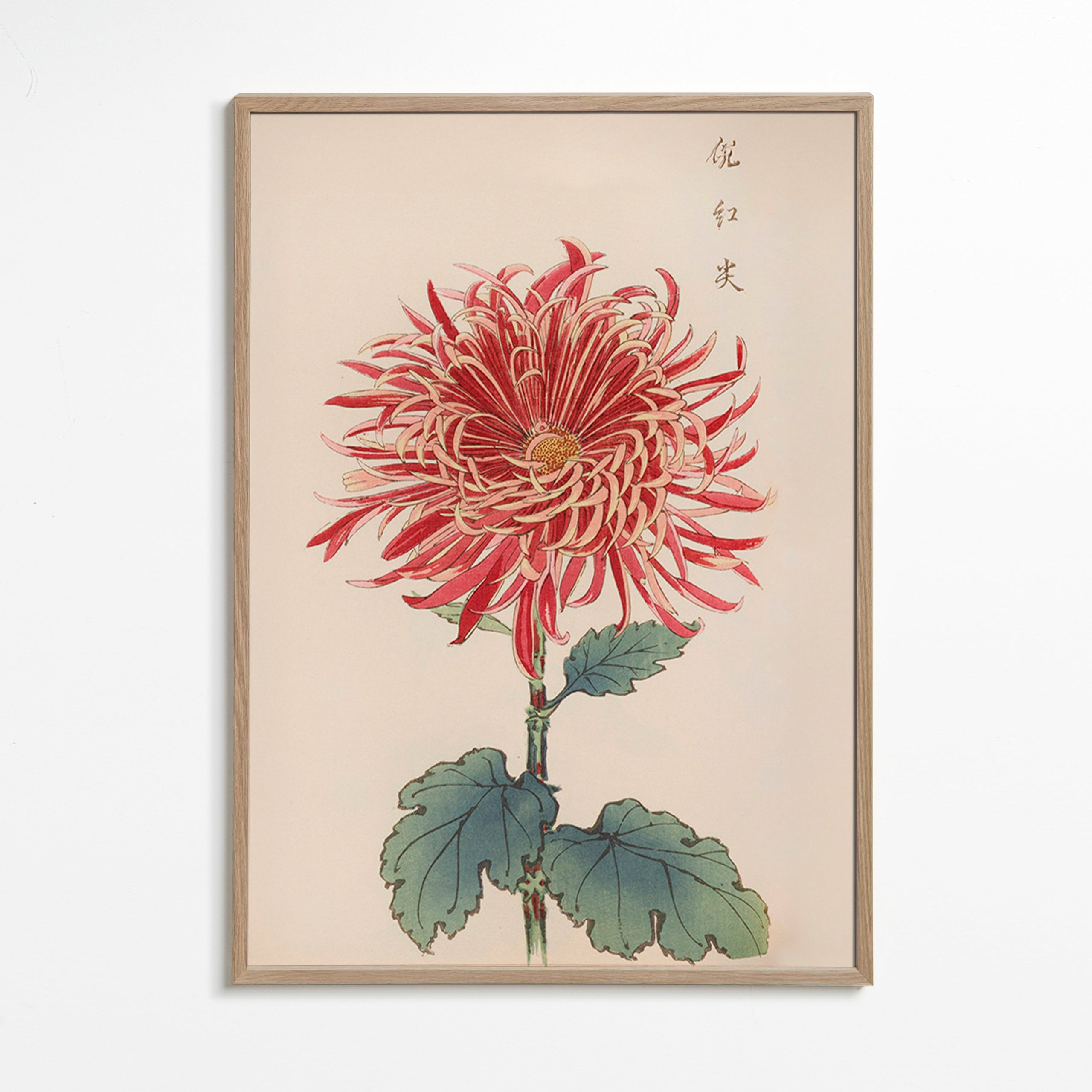 Botanische poster rode chrysantemum met detail