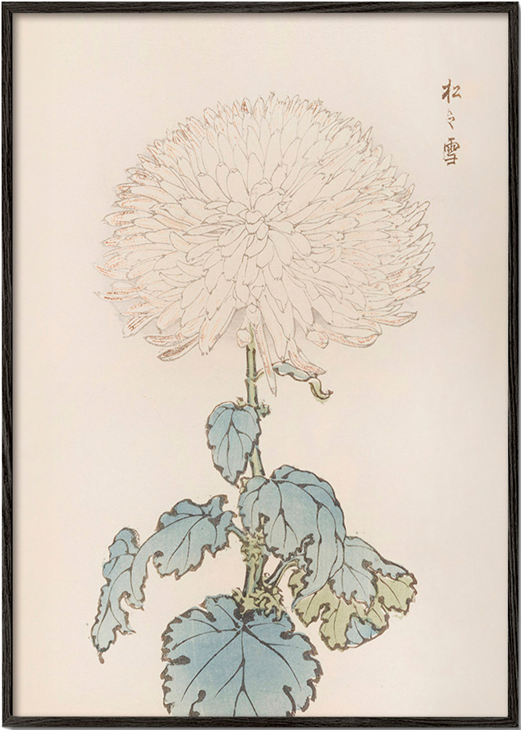 Botanische poster: Japanse chrysant studie