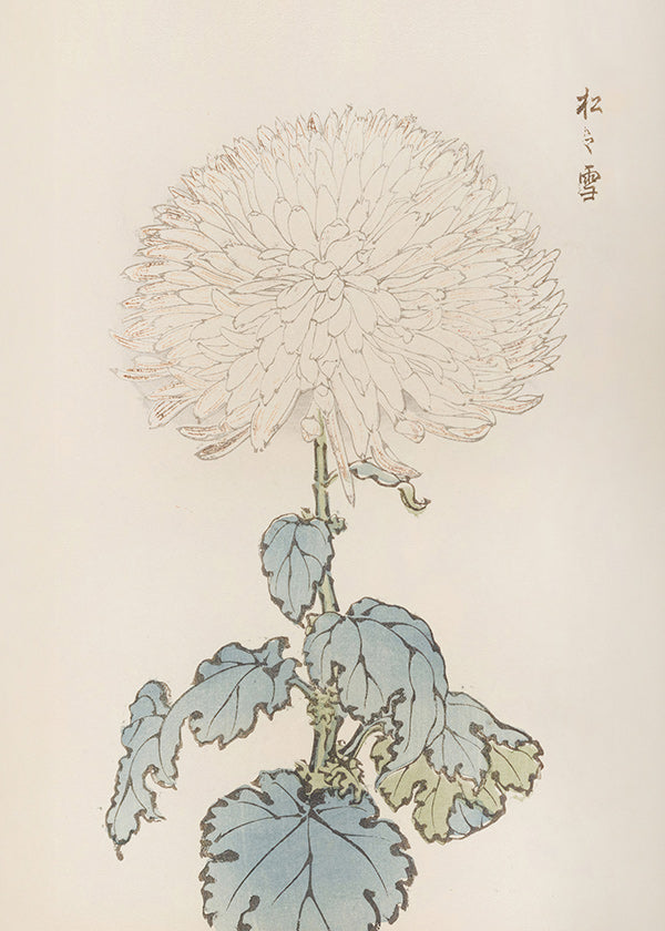Botanische poster: Japanse chrysant studie