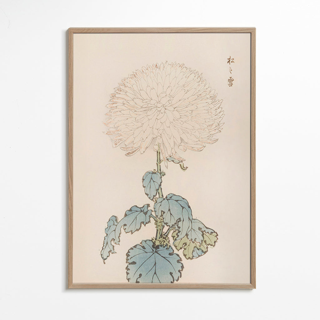 Botanische poster: Japanse chrysant studie