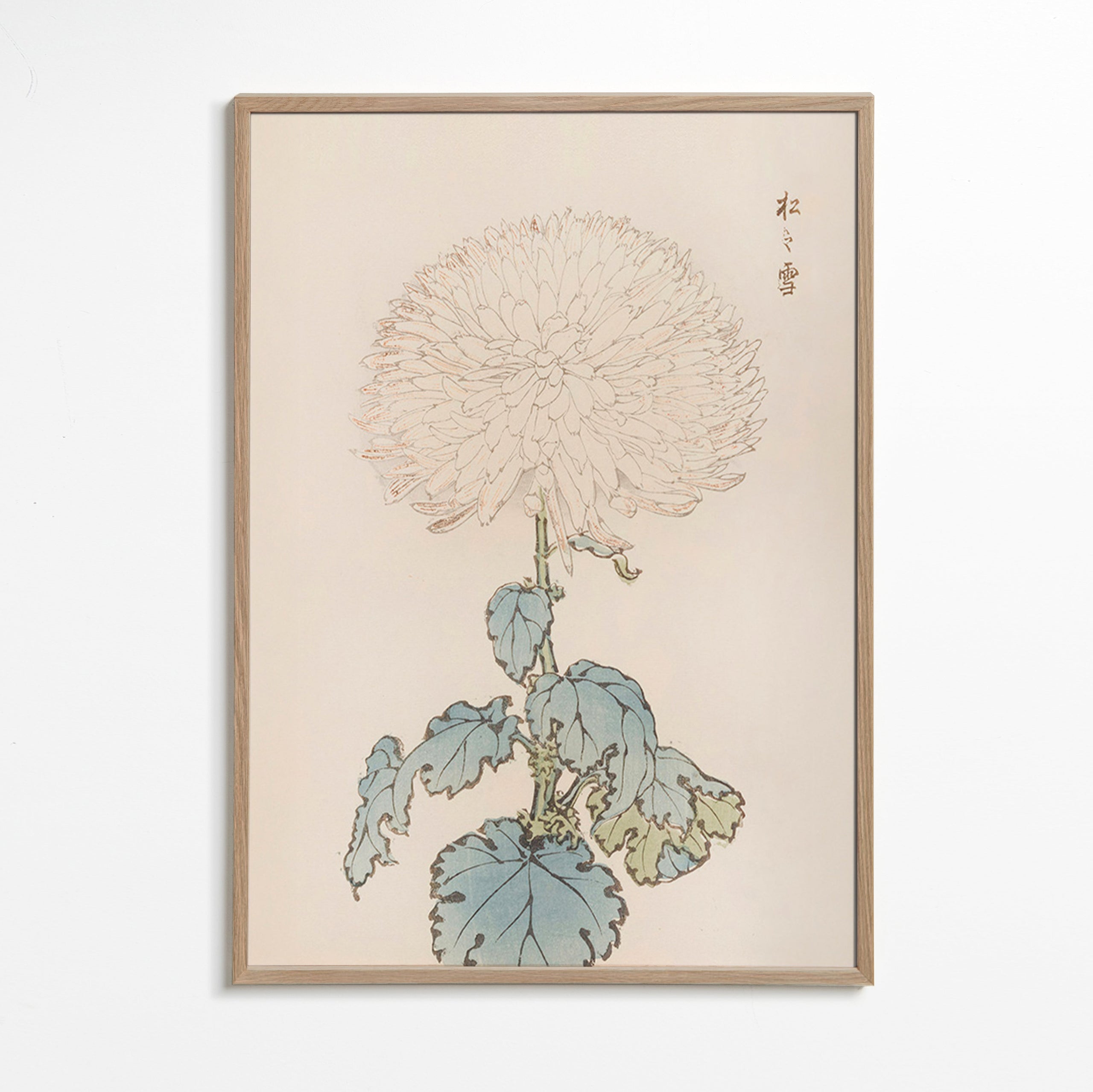 Botanische poster: Japanse chrysant studie