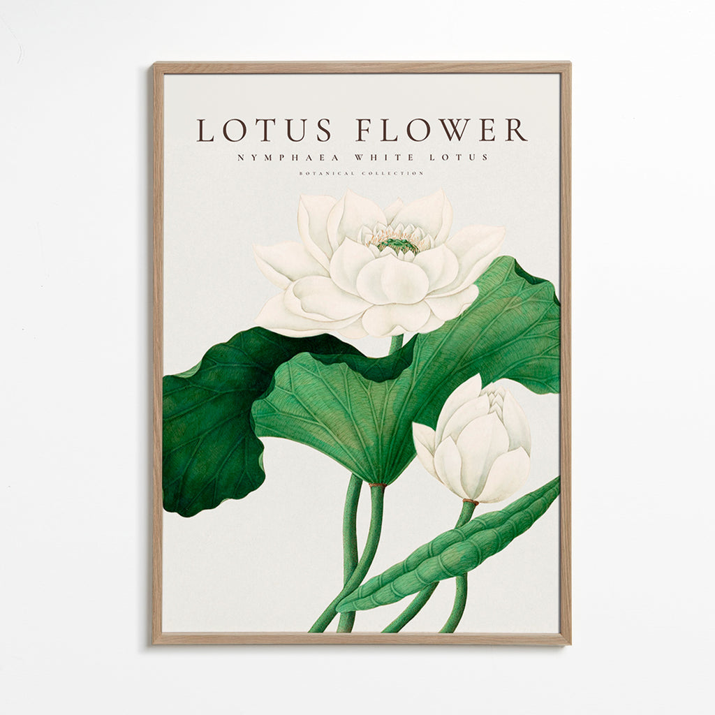 Botanische print Witte lotus studie