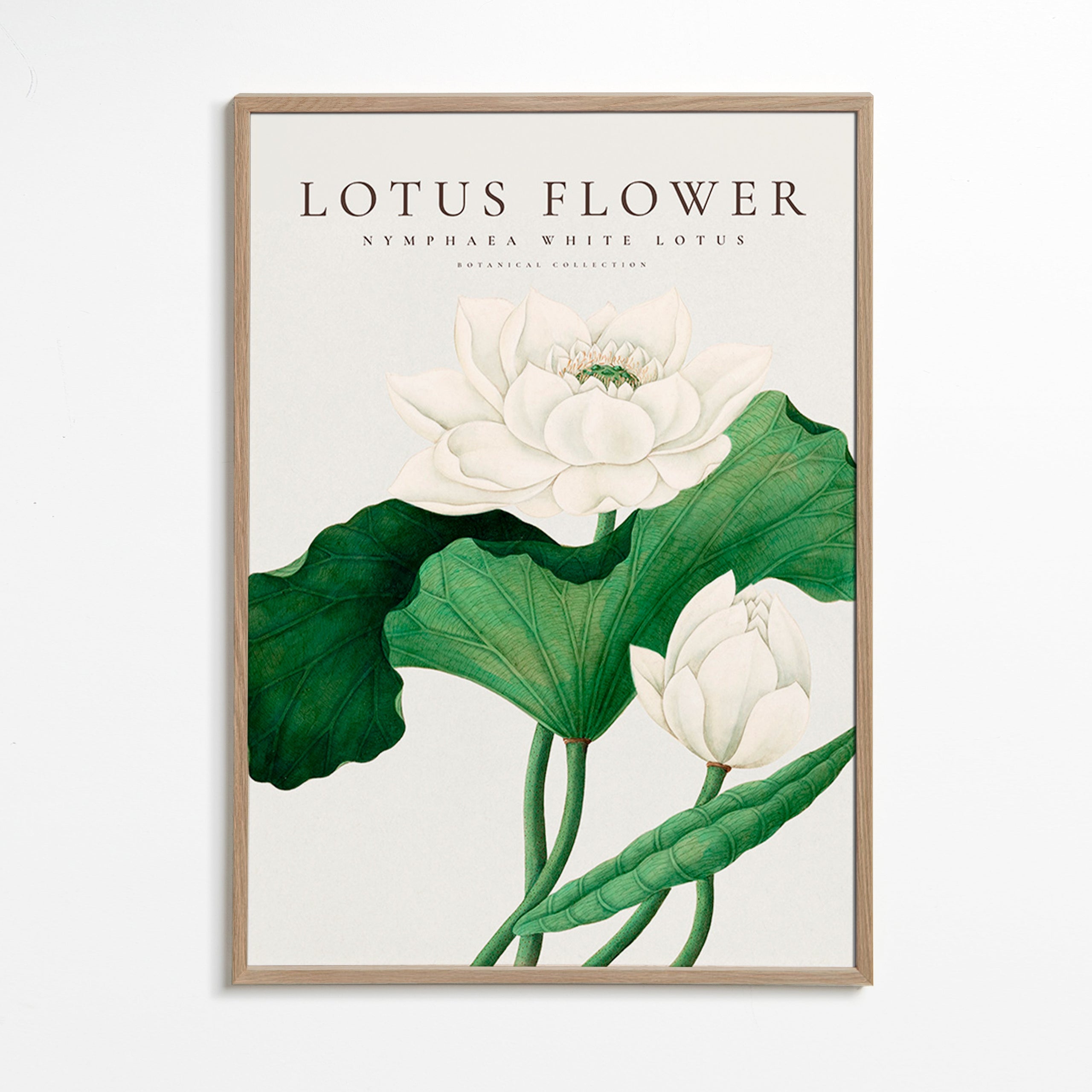 Botanische print Witte lotus studie