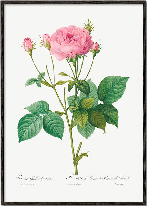 Botanische print Roos Gallica – Black Frame