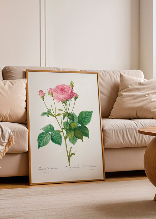 Botanische print Roos Gallica – Product1