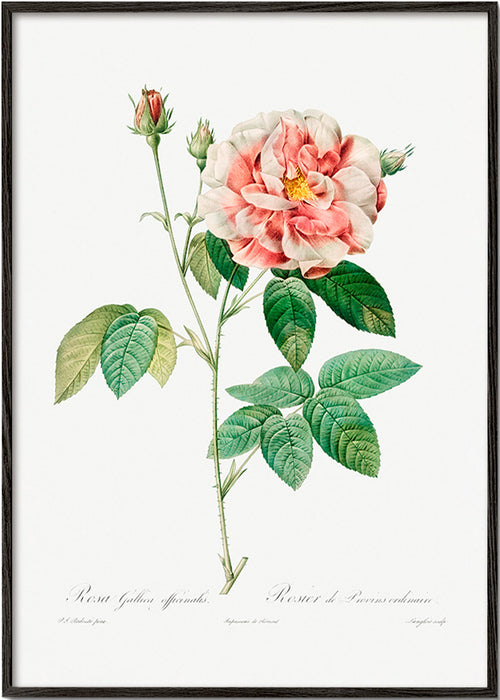 Botanische print Rosa Gallica wetenschappelijke plaat – Black Frame