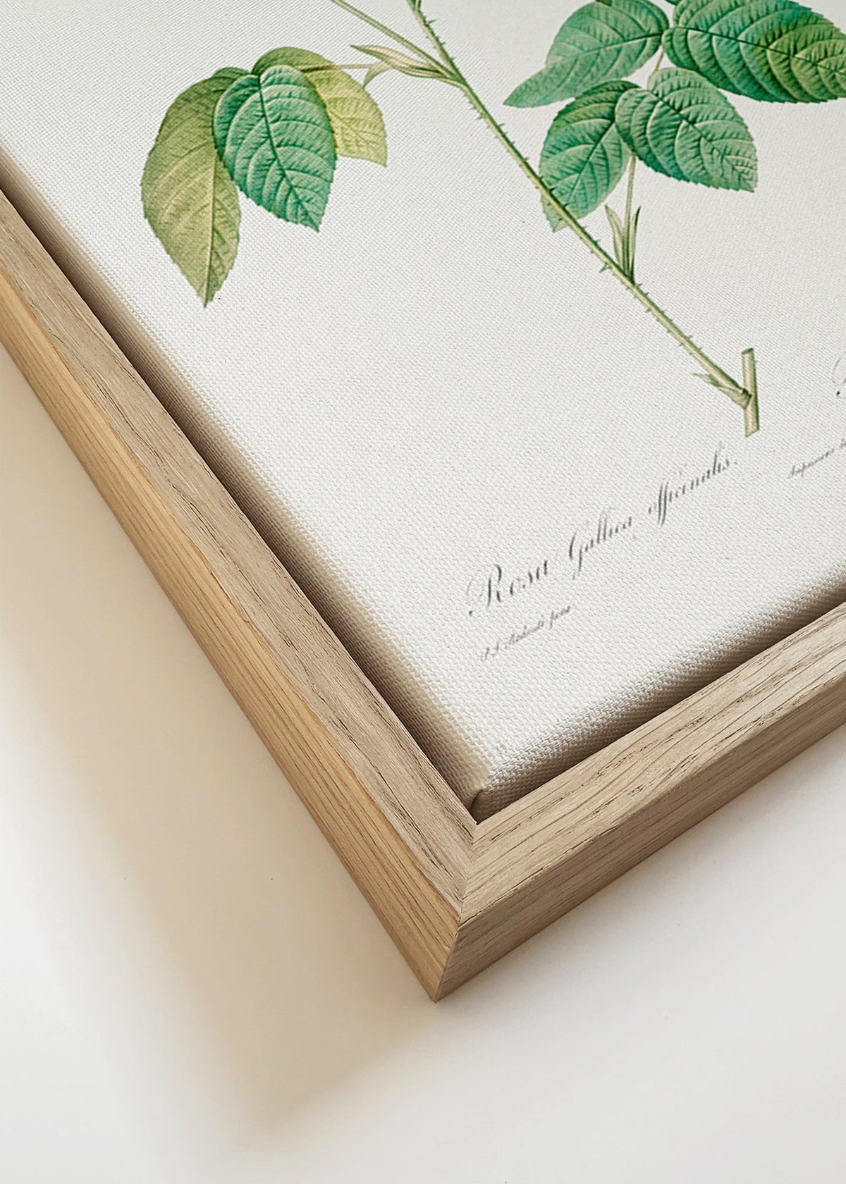 Botanische print Rosa Gallica wetenschappelijke plaat – Canvas detail