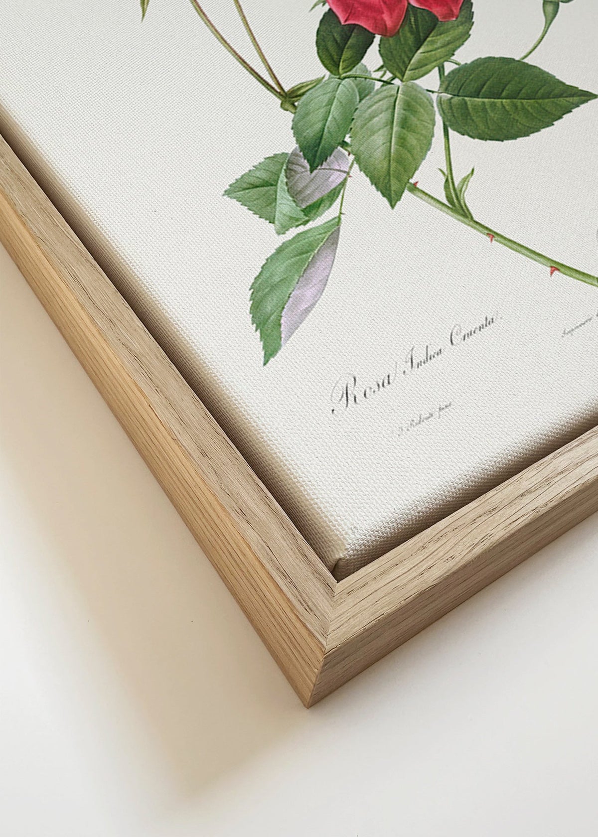 Botanische print met rode roos close-up – Canvas detail