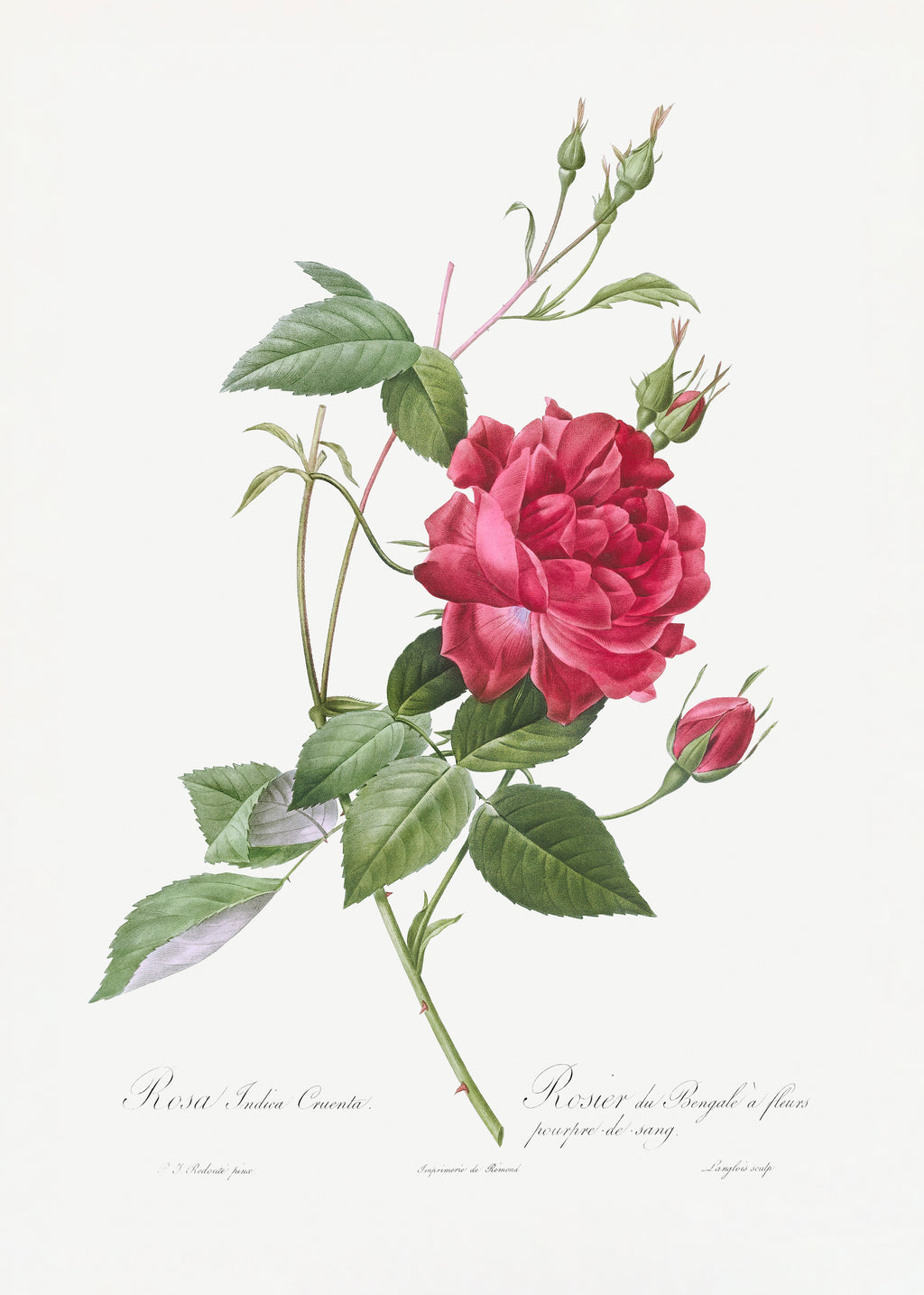 Blood Red Bengal Rose - Unframed art print