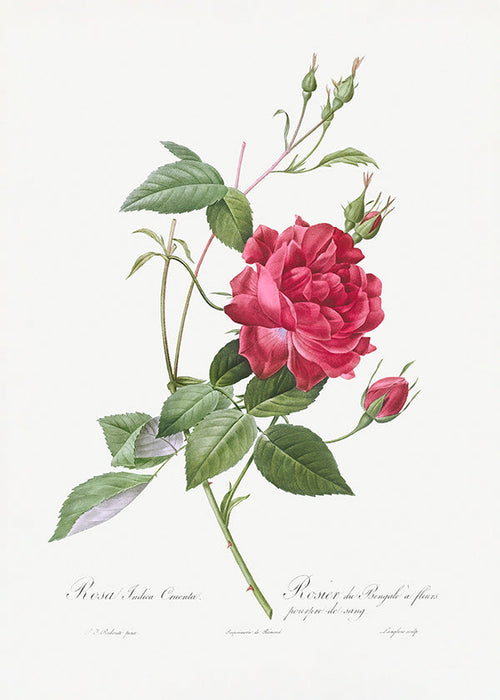 Botanische print met rode roos close-up