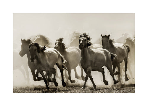 Rennende paarden in sepia