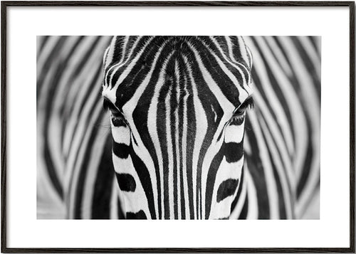 Zebra close-up foto – Black Frame