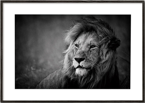 Leeuwenportret fotografie print – Black Frame