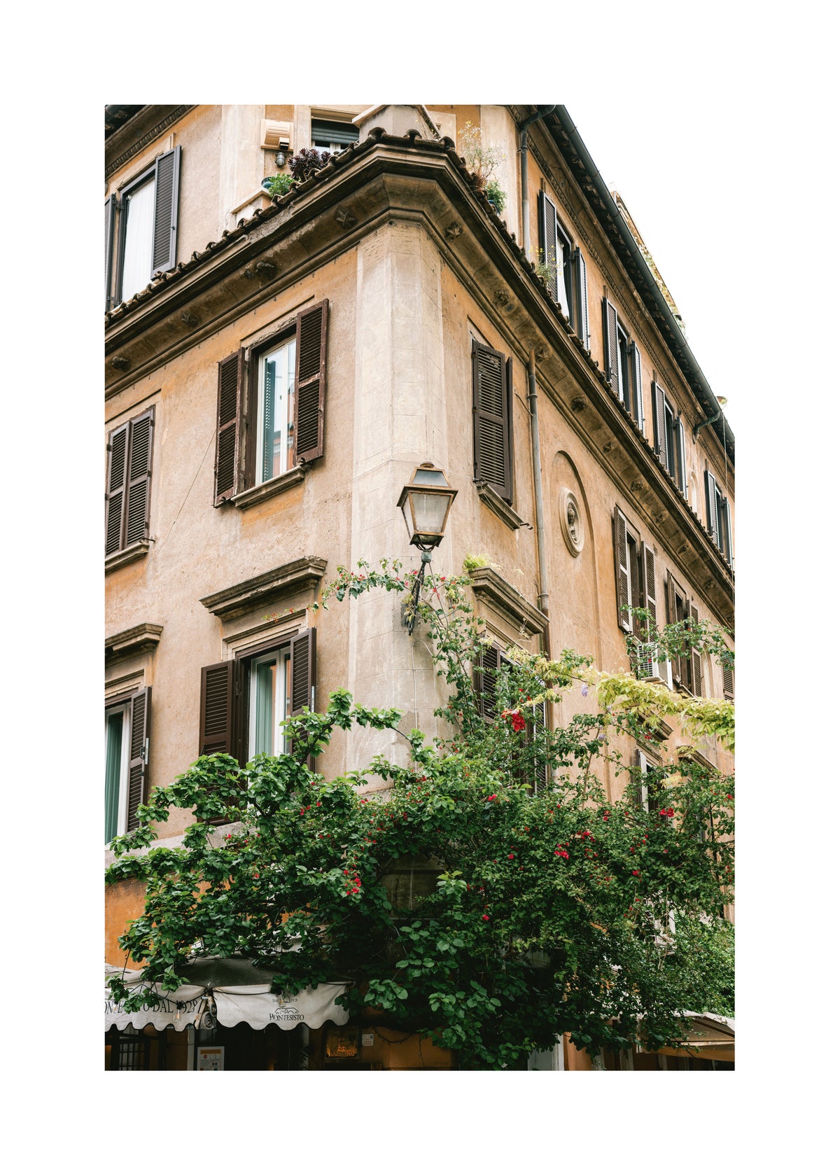 Botanical Trastevere Rome || - Unframed art print