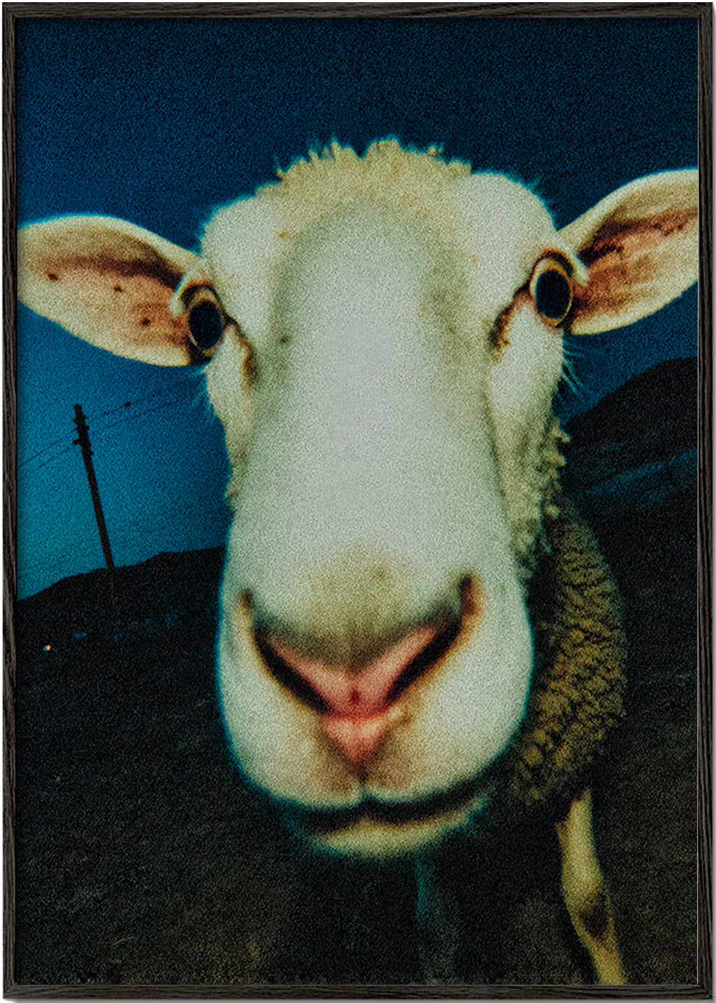 Schaapportret in close-up