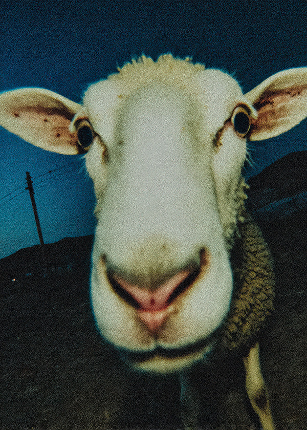 Schaapportret in close-up