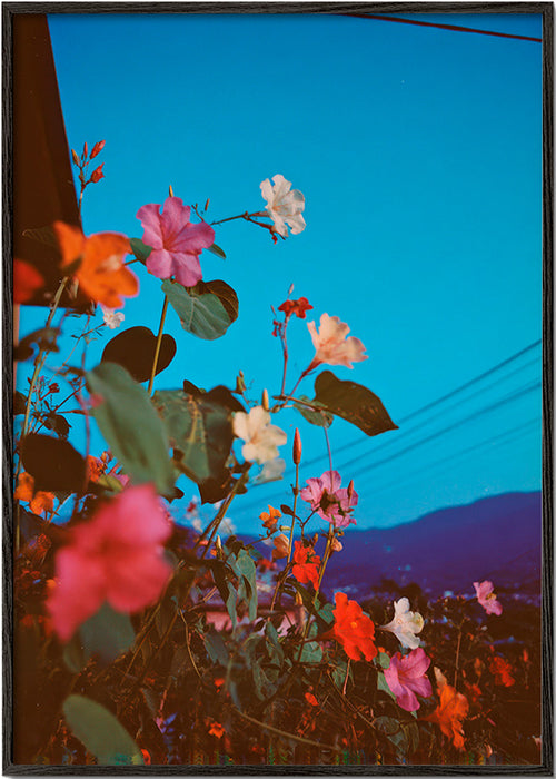 Botanische poster: bougainvillea in de schemer