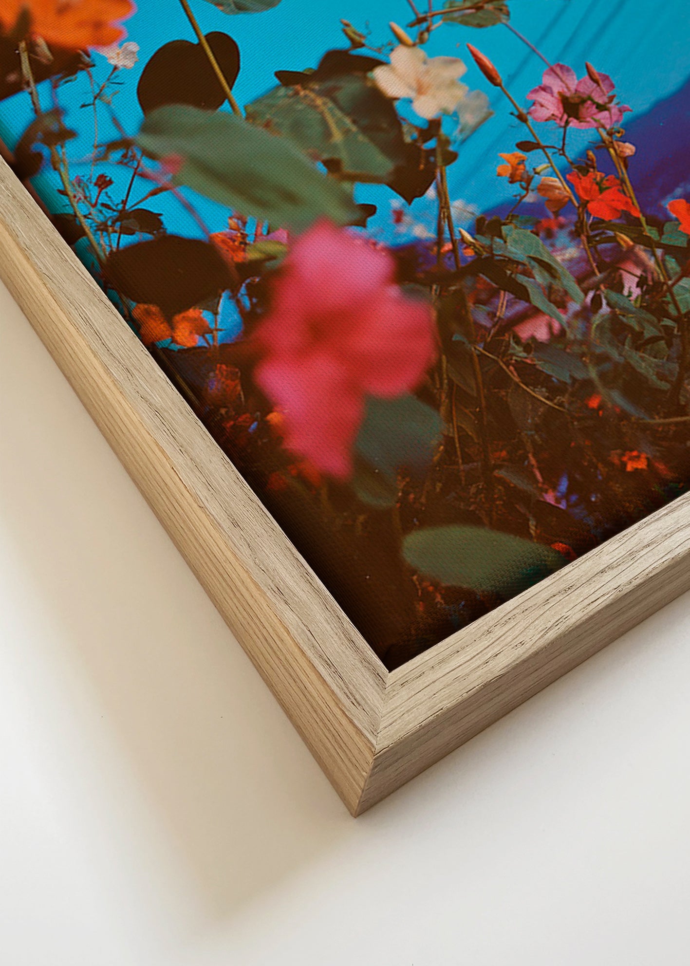 Botanische poster: bougainvillea in de schemer