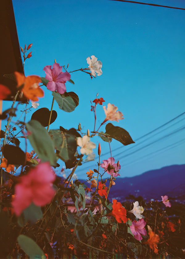 Botanische poster: bougainvillea in de schemer