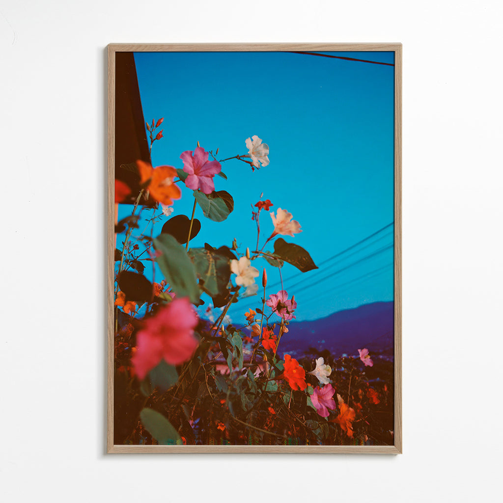 Botanische poster: bougainvillea in de schemer