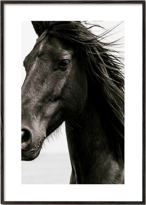 Paardenportret in close-up