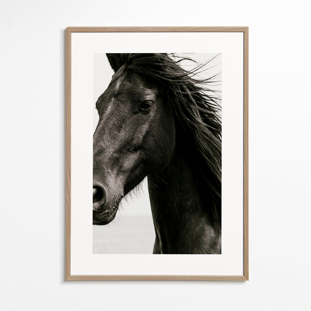 Paardenportret in close-up