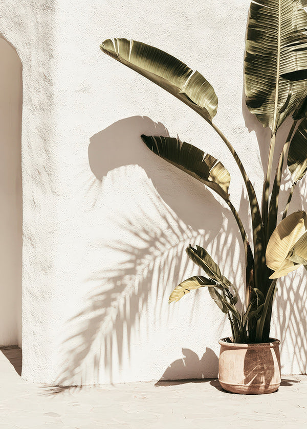 Botanische poster: potpalm