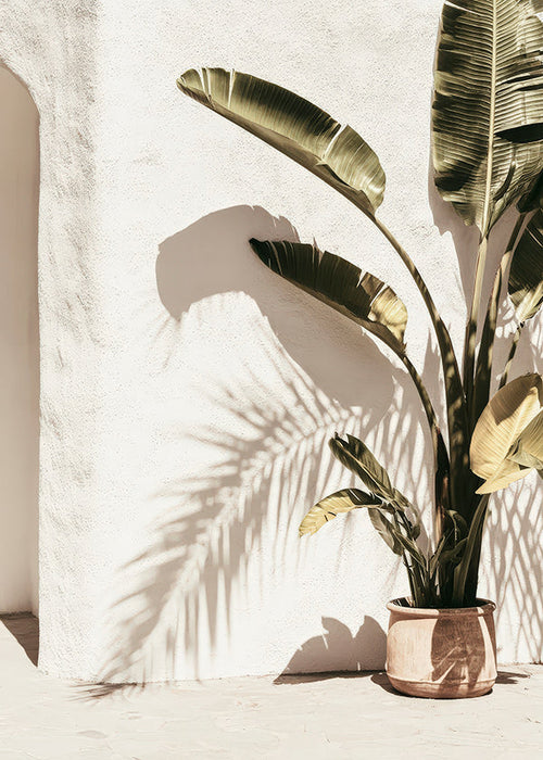 Botanische poster: potpalm