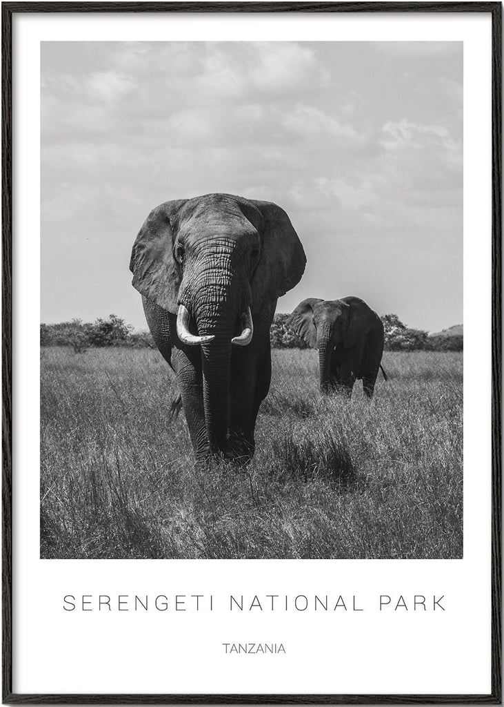 Olifanten in Serengeti