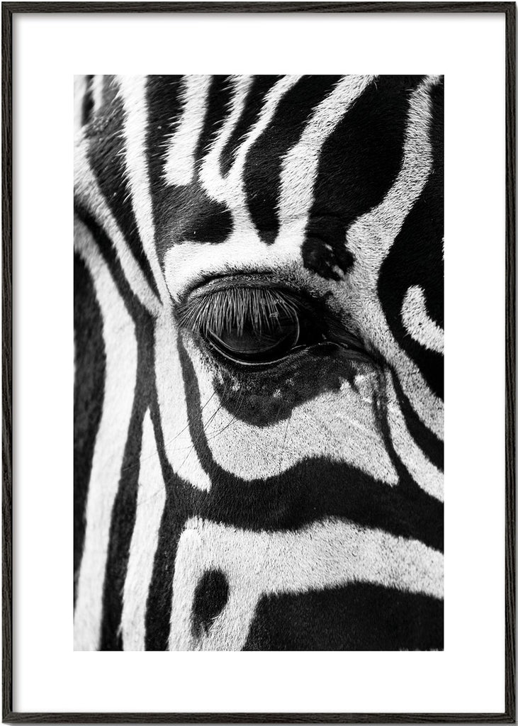 Zebra-focus
