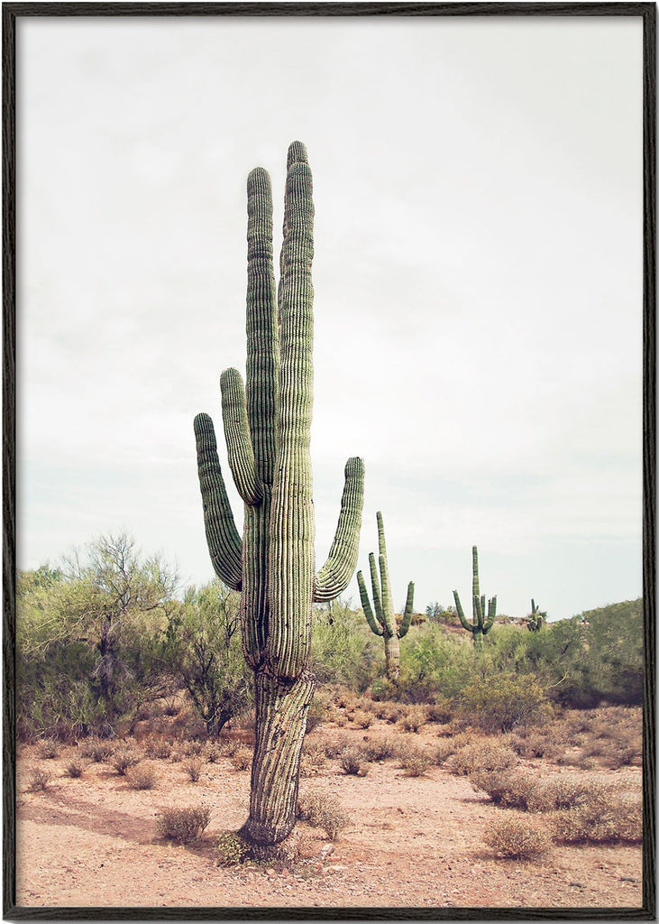 Woestijncactus